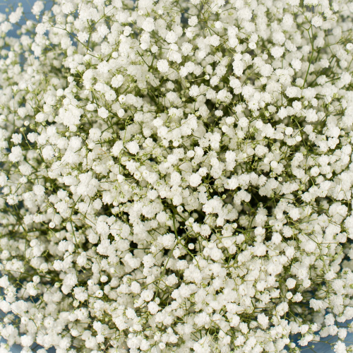 Букет из белых гипсофил арт. 50455