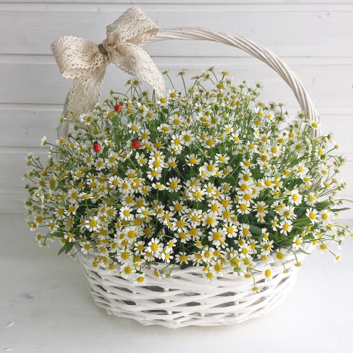 Корзинка с ромашками "Робкая нежность" из танацетума арт. 36296