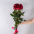 Букет из 7 Красных роз 60 см арт. 36398