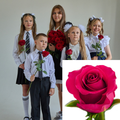 Букет от класса Роза розовая Эквадор 60 см N 2446