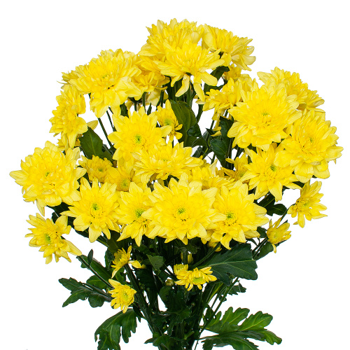 Хризантема кустовая МИКС ПОШТУЧНО арт. 19