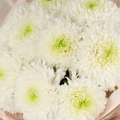Букет из 9 одноголовых белых хризантем 50444 Букет из 9 одноголовых белых хризантем 50444